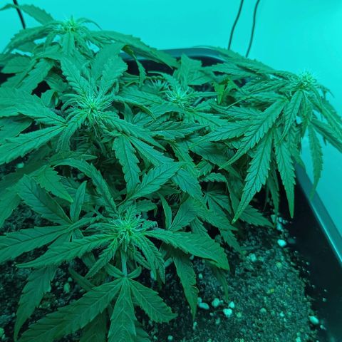 Auto Orange Bud growlog timeline photo