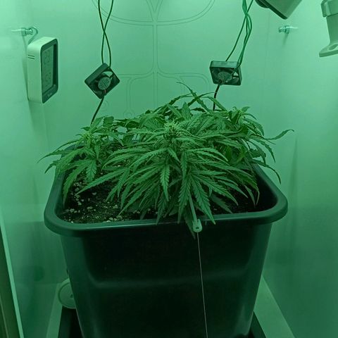Auto Orange Bud growlog timeline photo