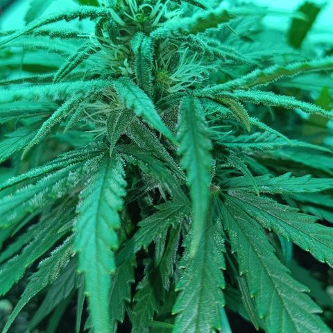 Auto Orange Bud growlog timeline photo