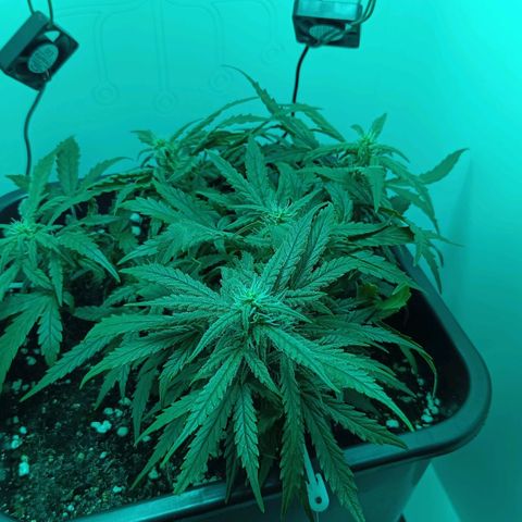 Auto Orange Bud growlog timeline photo