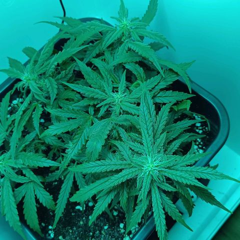 Auto Orange Bud growlog timeline photo