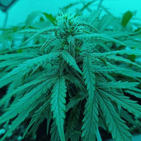 Auto Orange Bud growlog timeline photo