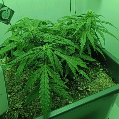 Auto Orange Bud growlog timeline photo