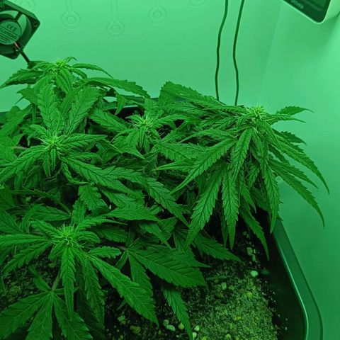 Auto Orange Bud growlog timeline photo