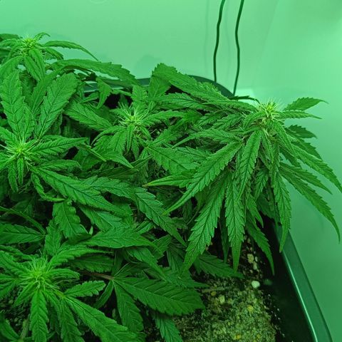 Auto Orange Bud growlog timeline photo