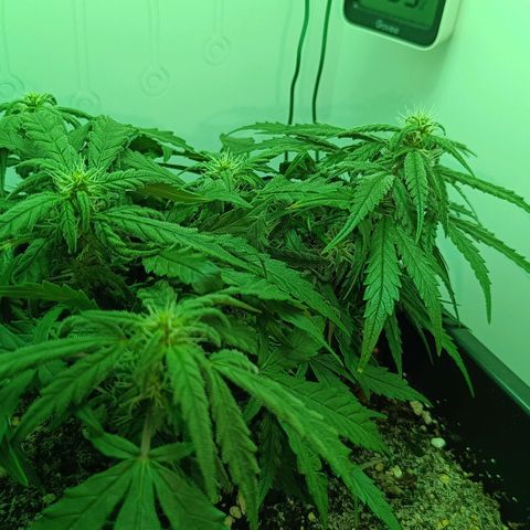 Auto Orange Bud growlog timeline photo