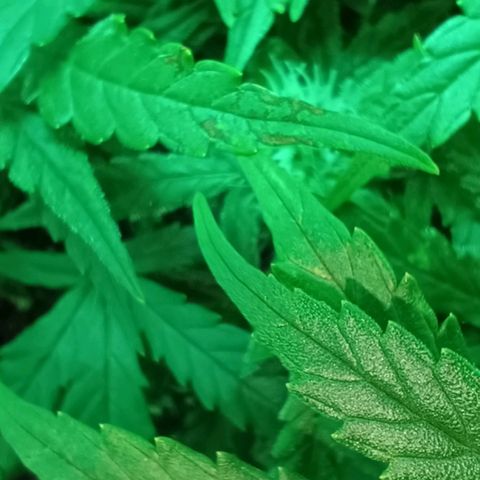 Auto Orange Bud growlog timeline photo