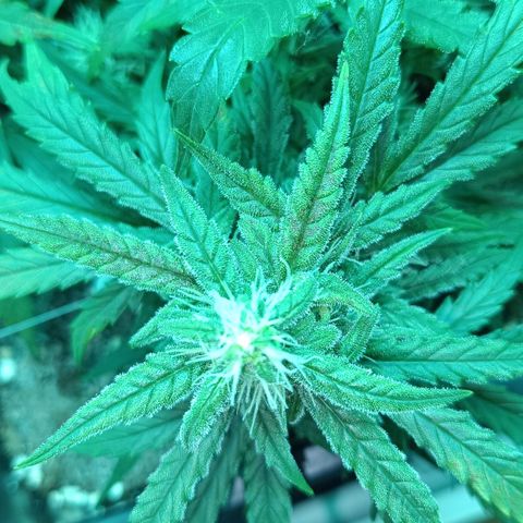 Auto Orange Bud growlog timeline photo