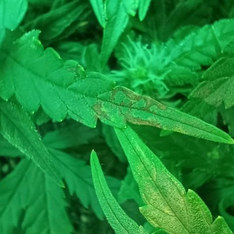 Auto Orange Bud growlog timeline photo