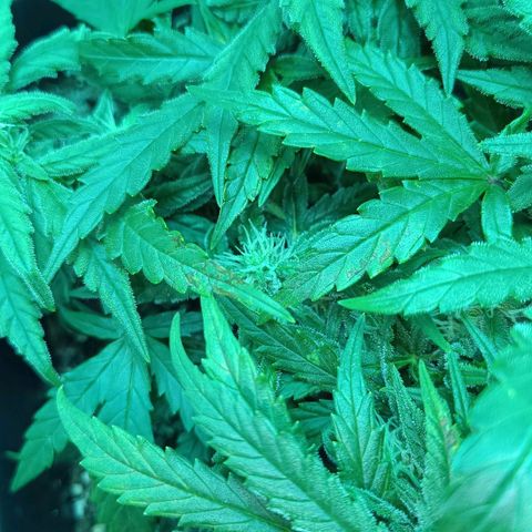 Auto Orange Bud growlog timeline photo