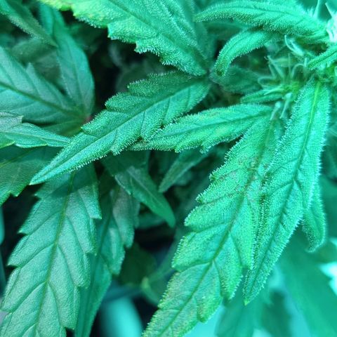 Auto Orange Bud growlog timeline photo