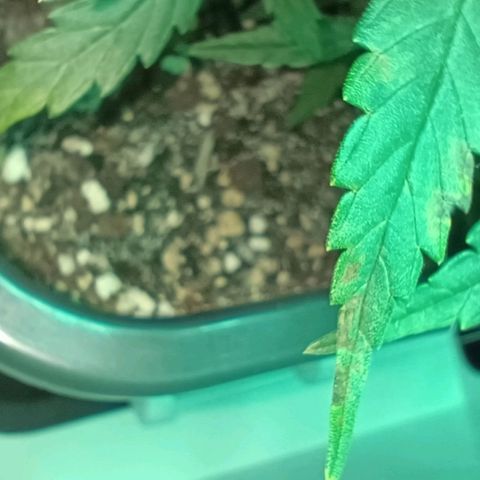 Auto Orange Bud growlog timeline photo