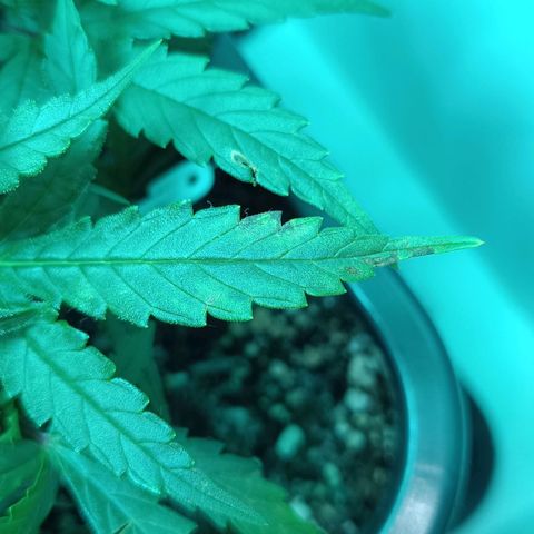 Auto Orange Bud growlog timeline photo