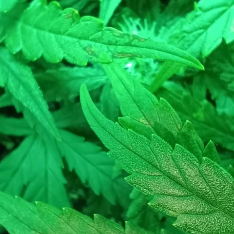 Auto Orange Bud growlog timeline photo