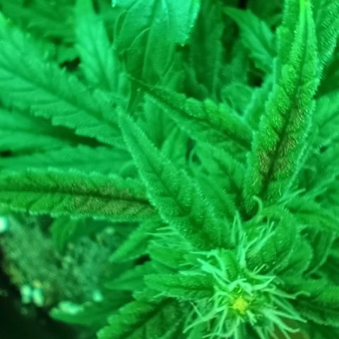Auto Orange Bud growlog timeline photo