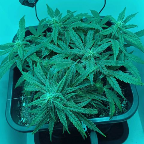 Auto Orange Bud growlog timeline photo