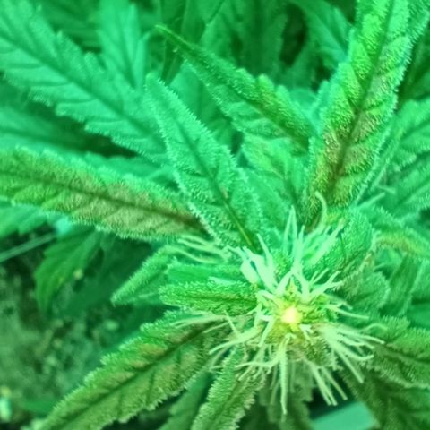 Auto Orange Bud growlog timeline photo