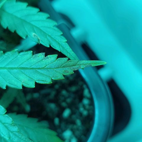 Auto Orange Bud growlog timeline photo