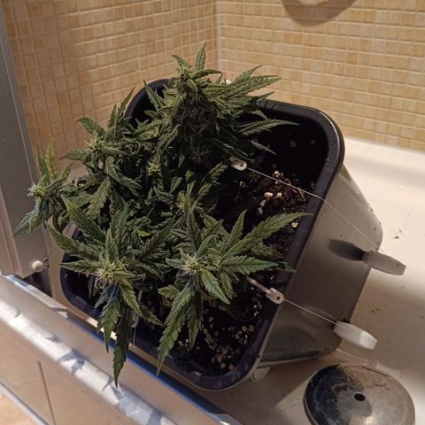 Auto Orange Bud growlog timeline photo