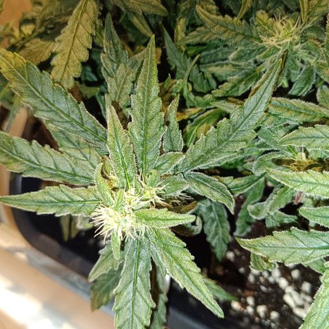 Auto Orange Bud growlog timeline photo