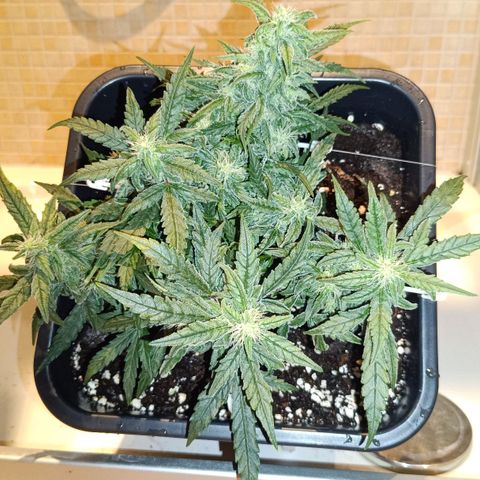 Auto Orange Bud growlog timeline photo