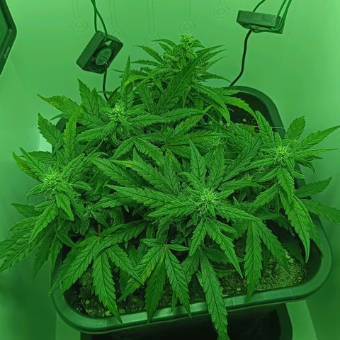 Auto Orange Bud growlog timeline photo