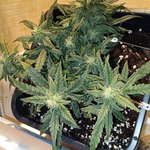 Auto Orange Bud growlog timeline photo
