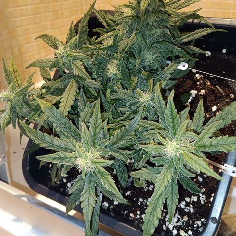 Auto Orange Bud growlog timeline photo