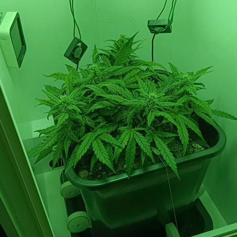 Auto Orange Bud growlog timeline photo