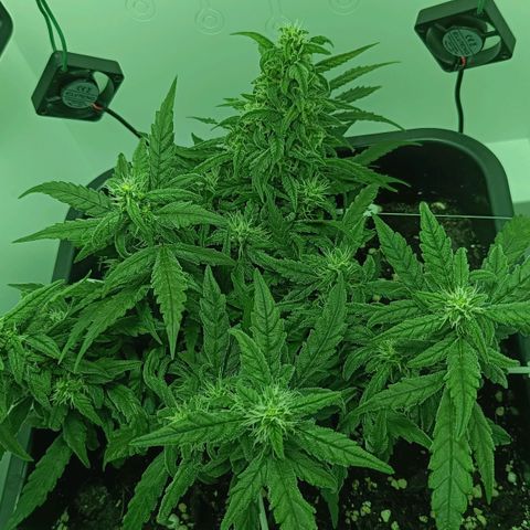 Auto Orange Bud growlog timeline photo