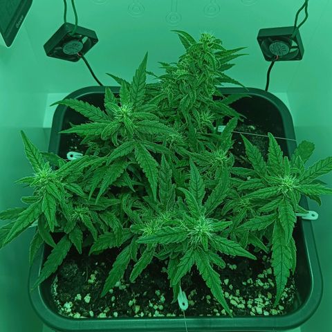 Auto Orange Bud growlog timeline photo