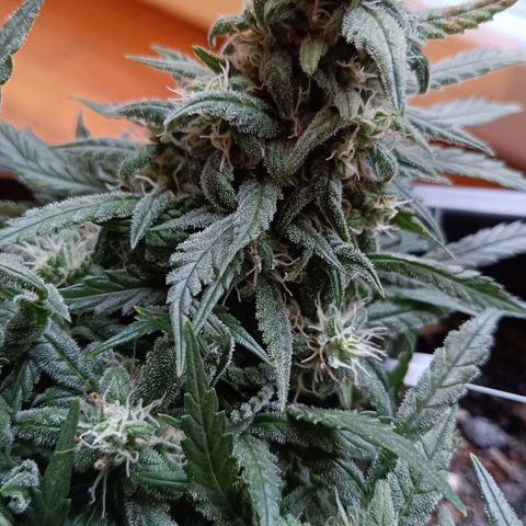 Auto Orange Bud growlog timeline photo