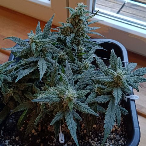 Auto Orange Bud growlog timeline photo