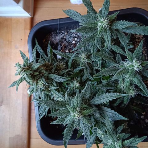 Auto Orange Bud growlog timeline photo