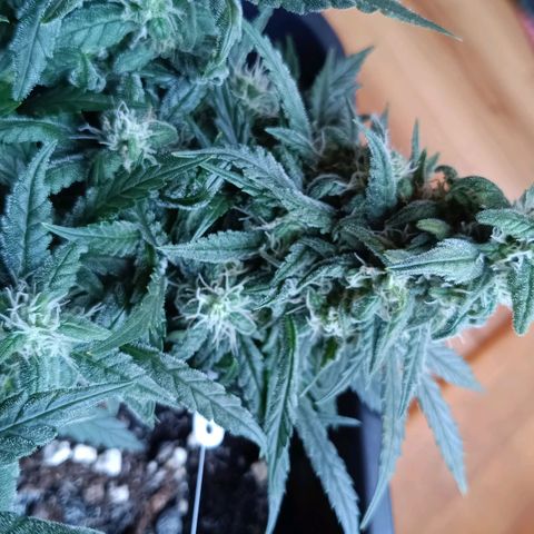 Auto Orange Bud growlog timeline photo