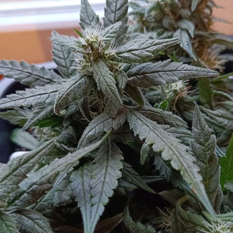 Auto Orange Bud growlog timeline photo