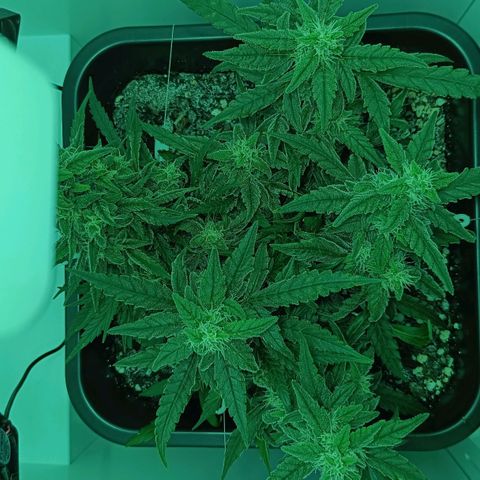 Auto Orange Bud growlog timeline photo