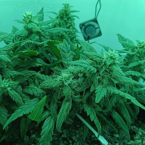 Auto Orange Bud growlog timeline photo