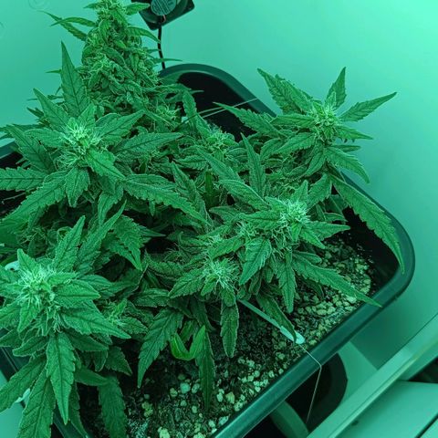 Auto Orange Bud growlog timeline photo