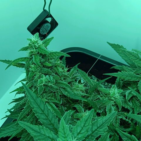 Auto Orange Bud growlog timeline photo