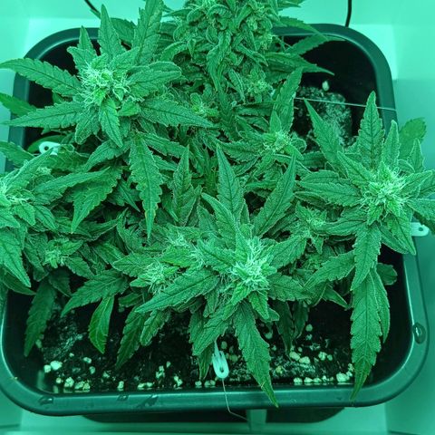 Auto Orange Bud growlog timeline photo