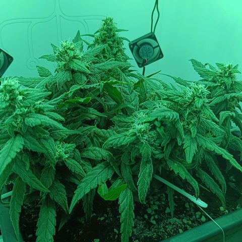 Auto Orange Bud growlog timeline photo