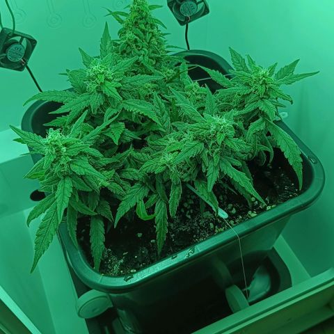 Auto Orange Bud growlog timeline photo