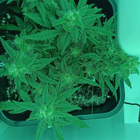 Auto Orange Bud growlog timeline photo