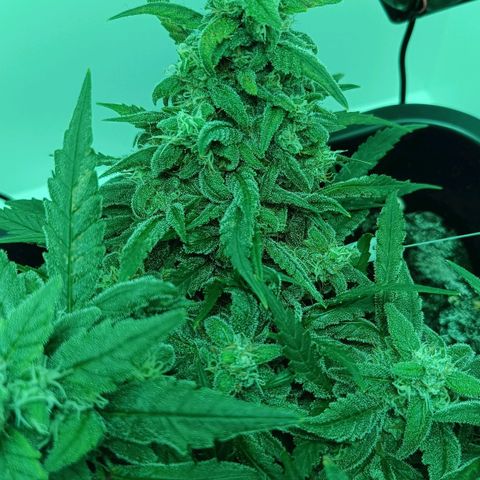 Auto Orange Bud growlog timeline photo