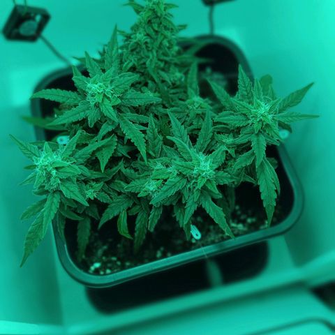 Auto Orange Bud growlog timeline photo