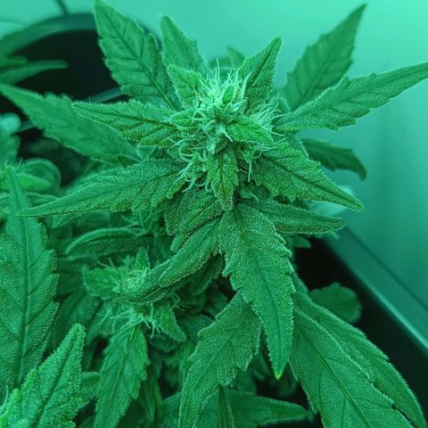 Auto Orange Bud growlog timeline photo