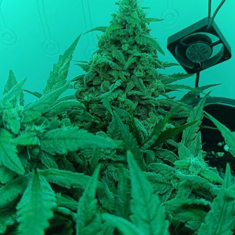 Auto Orange Bud growlog timeline photo