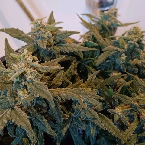 Auto Orange Bud growlog timeline photo