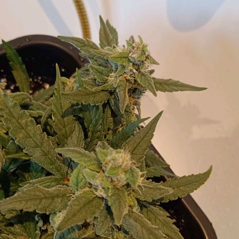Auto Orange Bud growlog timeline photo